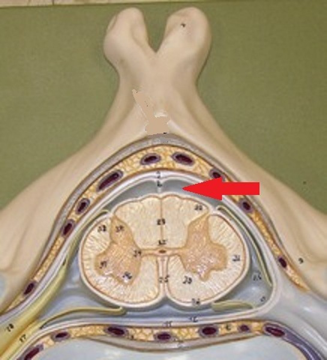 <p>a space in the meninges beneath the arachnoid membrane and above the pia mater that contains the cerebrospinal fluid</p>