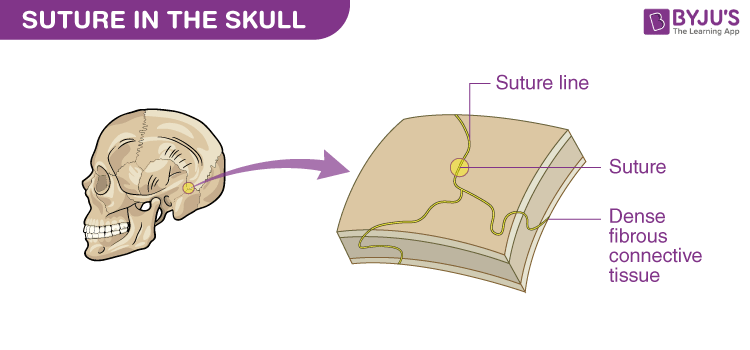 fibrous connective tissue holds bones together. immoveable (e.g. skull, teeth)
