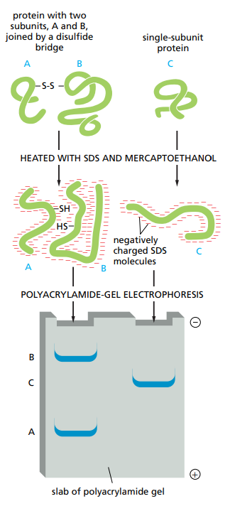 <p>An electric field is applied to the sample so that they will migrate depending on size, charge and shape through pores made up of a cross-linked gel of polyacrylamide. Large proteins are more retarded than smaller ones.</p>