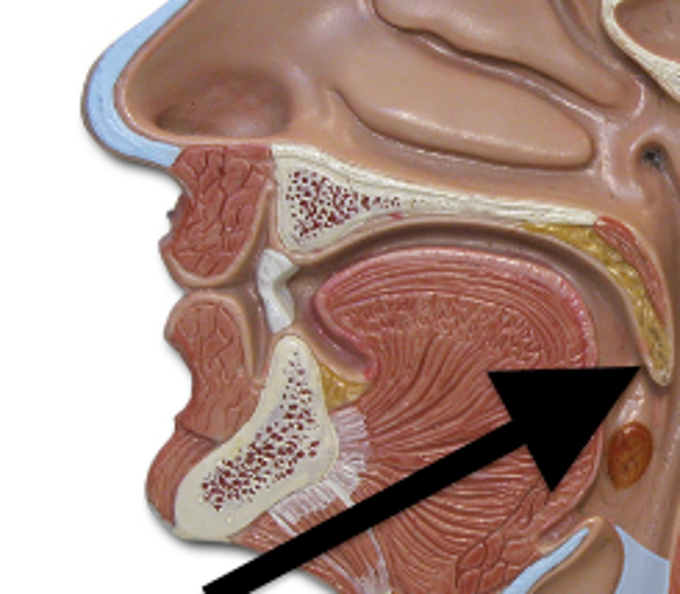 <p>closes off nasopharynx during swallowing</p>