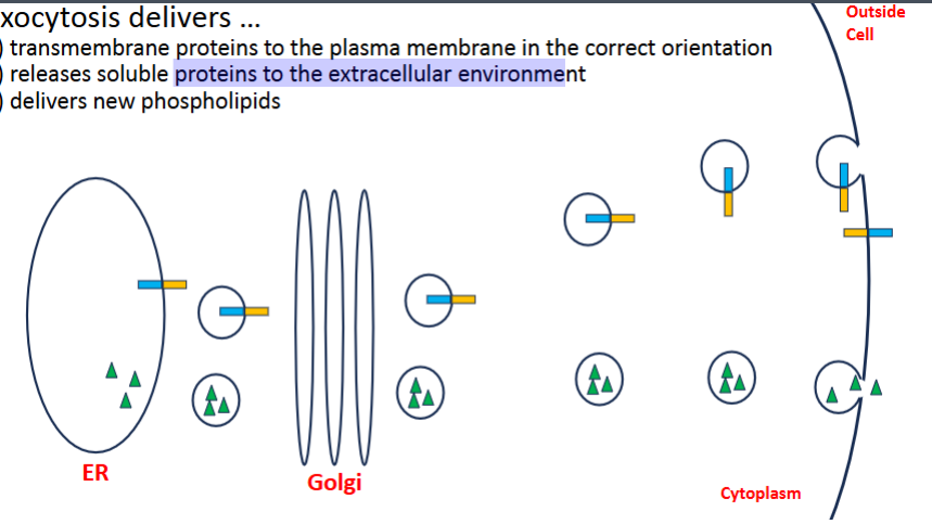<ul><li><p>transmembrane proteins to the plasma membrane in correct orentations</p></li><li><p>realses solu<span><span> proteins to the extracellular environment</span></span></p></li><li><p><span><span>new phospolipids</span></span></p></li></ul><p></p>