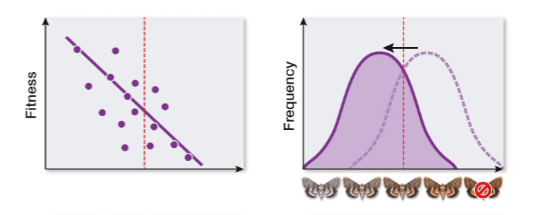 <p>Describe in words the relationships shown in the graphs at below. Label each pair as illustrating directional selection, stabilizing selection, or disruptive selection</p>