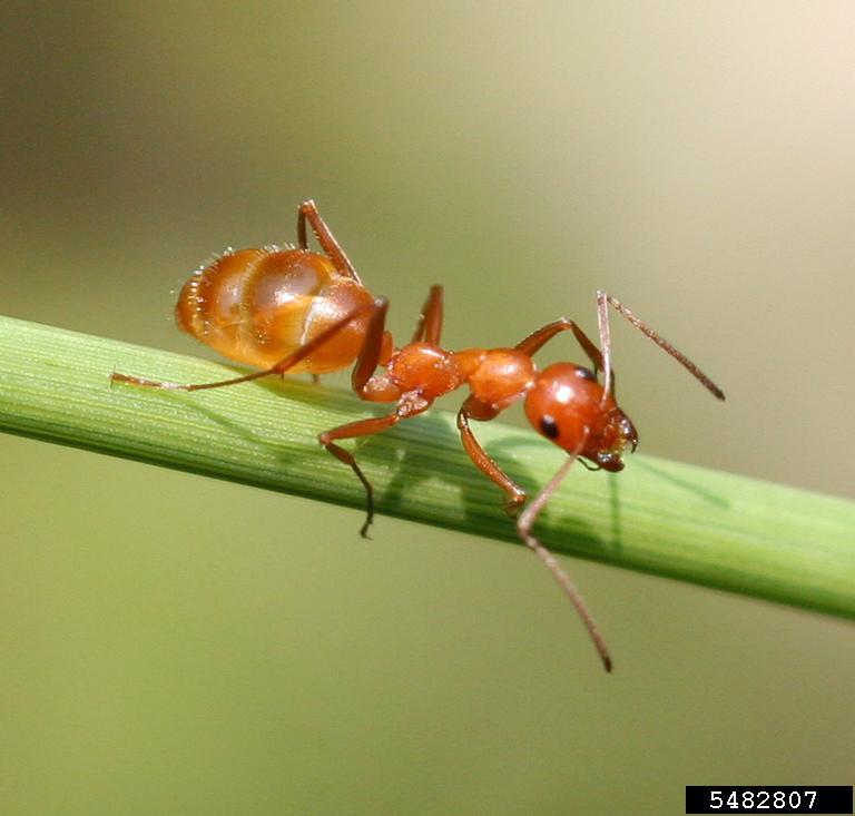 <p>Ants</p><p>Order Hymenoptera</p>