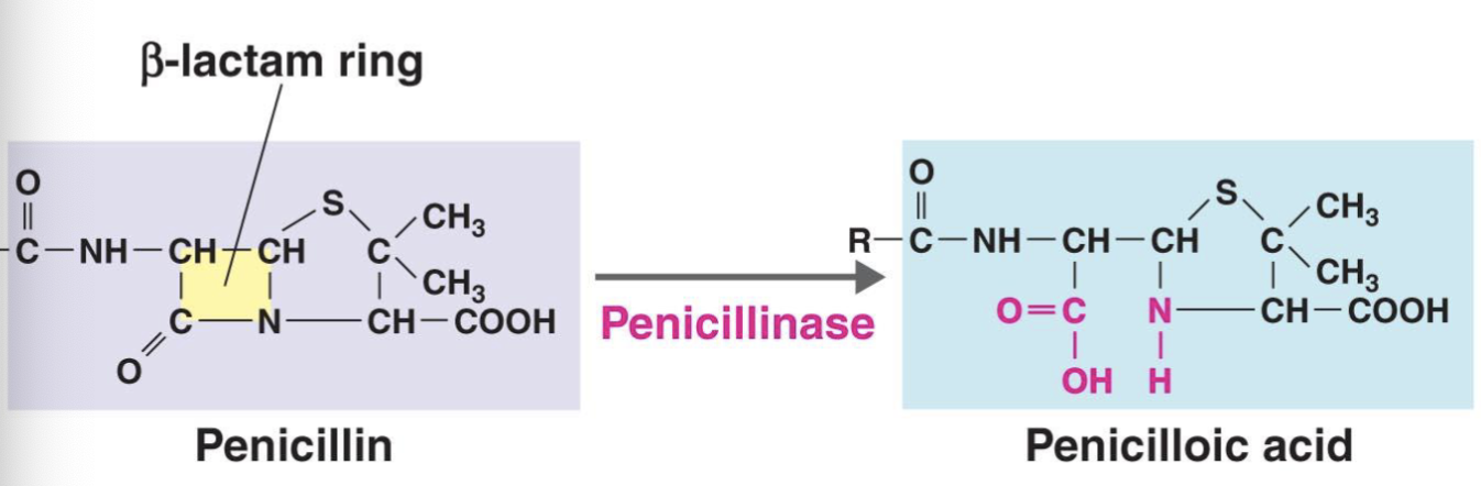 <ol><li><p>bacteria now have an enzyme called penicillinase which breaks the B-lactam group, forming penicilloic acid, and rendering the penicillin completely unuseful (bacteria developed resistance) </p></li><li><p>PBPs change their structure such that b-lactams can’t bind to and inhibit them </p></li></ol><p></p>