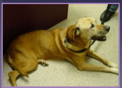 <ul><li><p>2nd most common in GP </p></li><li><p>Fibroid metaplasia </p><ul><li><p>dorsal annulus weakens </p></li><li><p>nucleus pulposus protrudes into the annulus </p></li></ul></li><li><p>effects </p><ul><li><p>ischemic myelopathy </p></li><li><p>decreased blood circulation </p></li><li><p>demyelination / axonal degeneration </p></li></ul></li><li><p>slow, progressive myelopathy </p></li><li><p>signalment </p><ul><li><p>large breed </p></li><li><p>non-chondrodystrophic </p></li><li><p>middle-aged to older (5-12 yrs) </p></li></ul></li><li><p>scuffing toe nails </p></li><li><p>difficult to get up, way more common in back legs </p></li></ul><p></p>