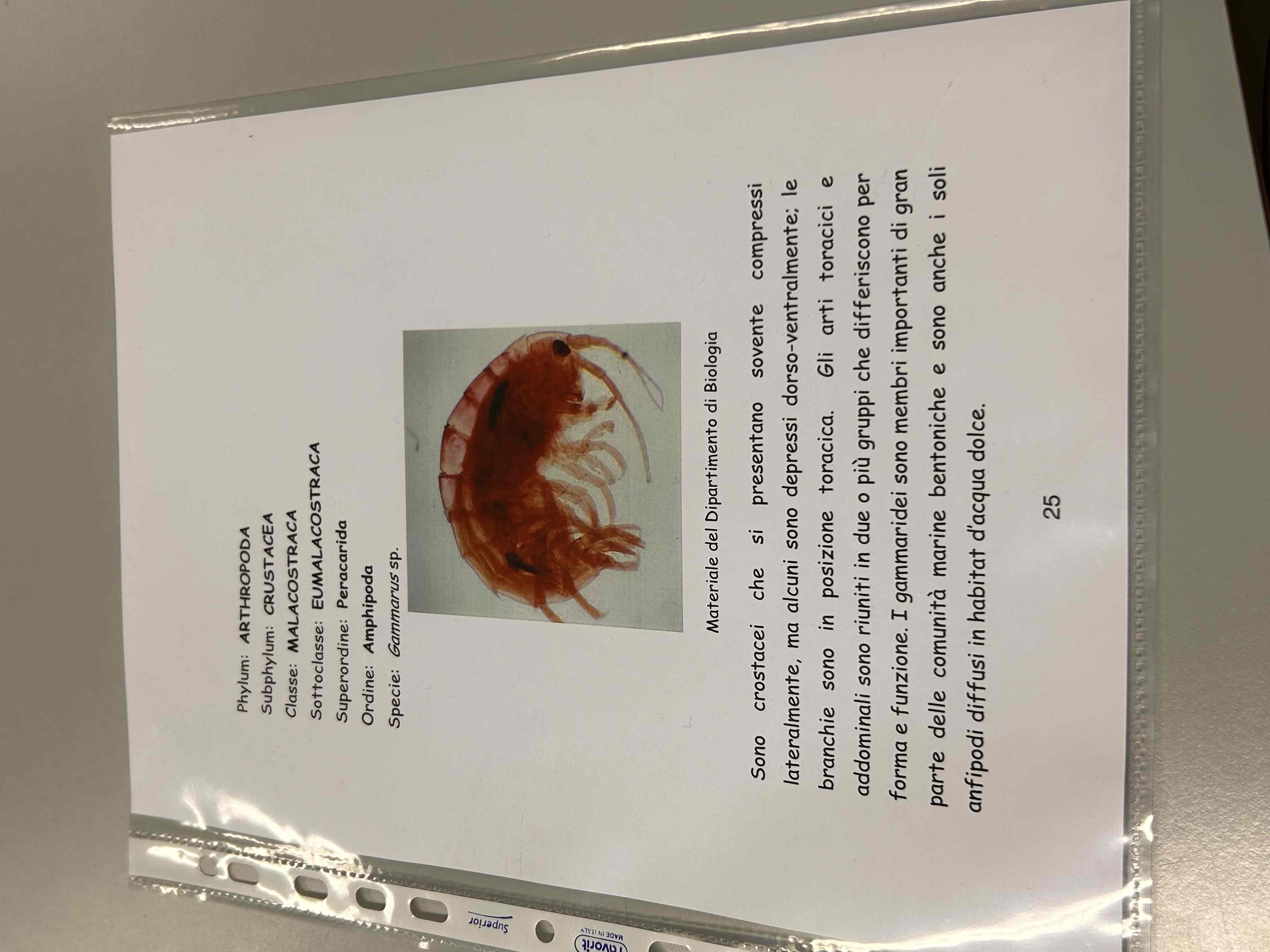 <p>Crostacei</p><p>Malacostraca</p><p>Eumalacostraca</p><p>Amphipoda</p><p>Gammarus sp</p>