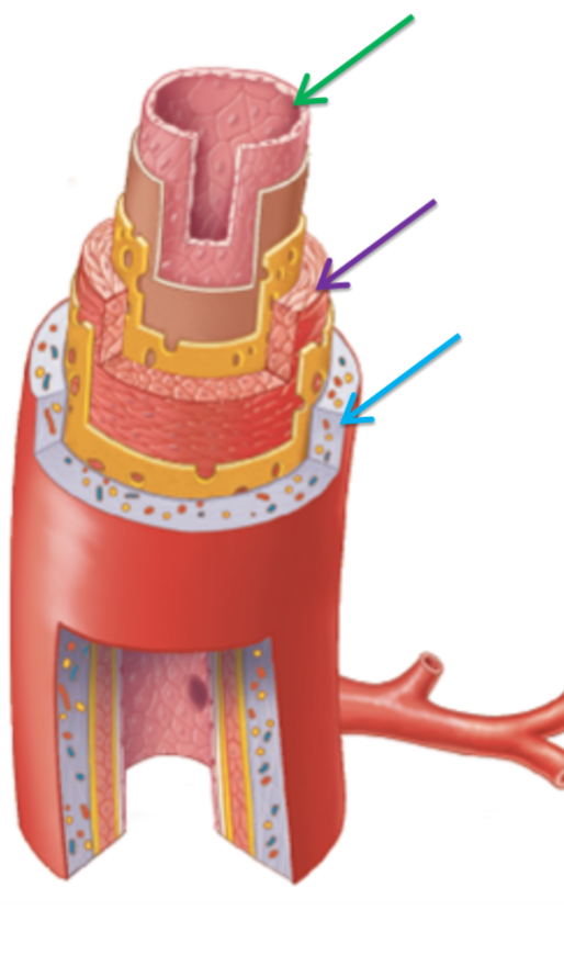 <p>Label the following dissection of an artery in order from green to blue</p>
