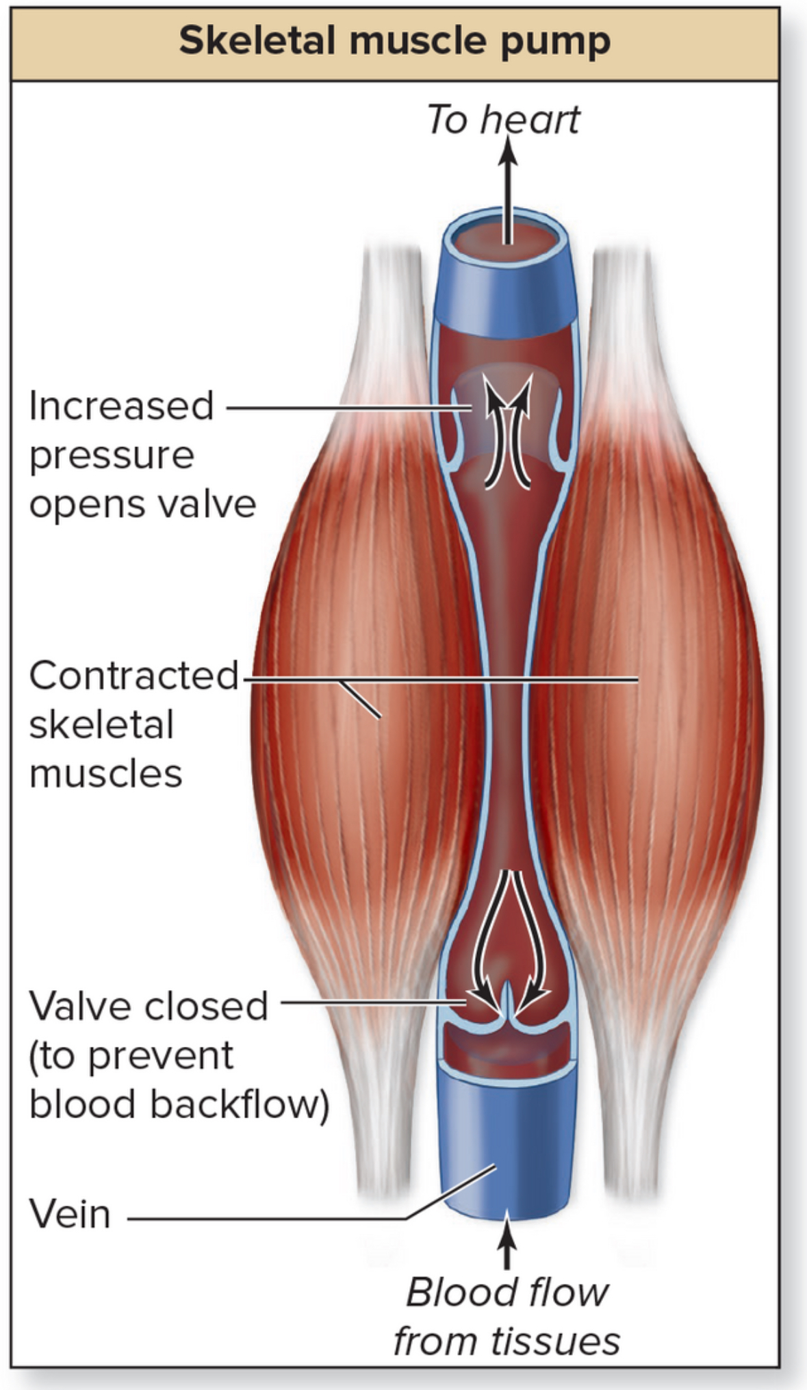 <p>Venous valves</p>