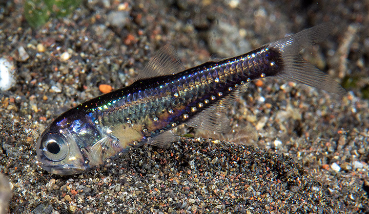 <p>Order Myctophiformes</p>