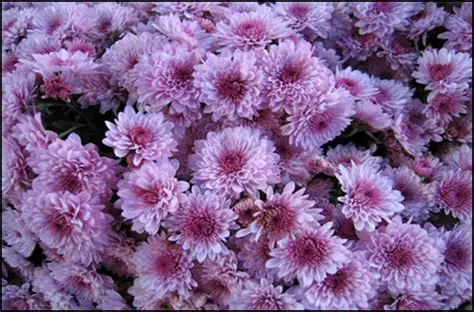 <p>Common Name?</p>