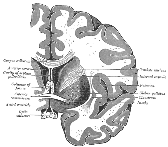 <p>above to the 3rd ventricle, it connect the thrid ventricle to olfacotory structures and miffle and inferior tempeoral gyrus posterioroly</p>