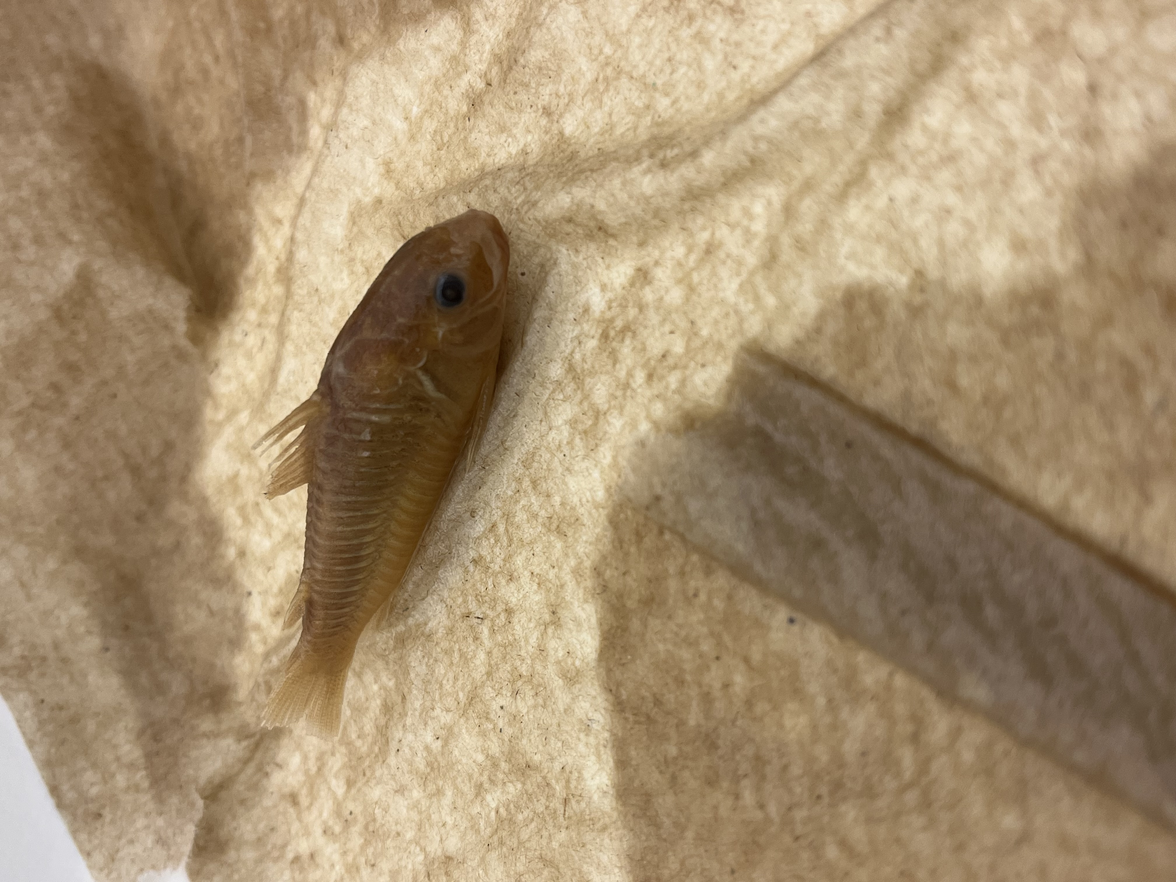 <p>Callichthyid Armored Catfish</p>