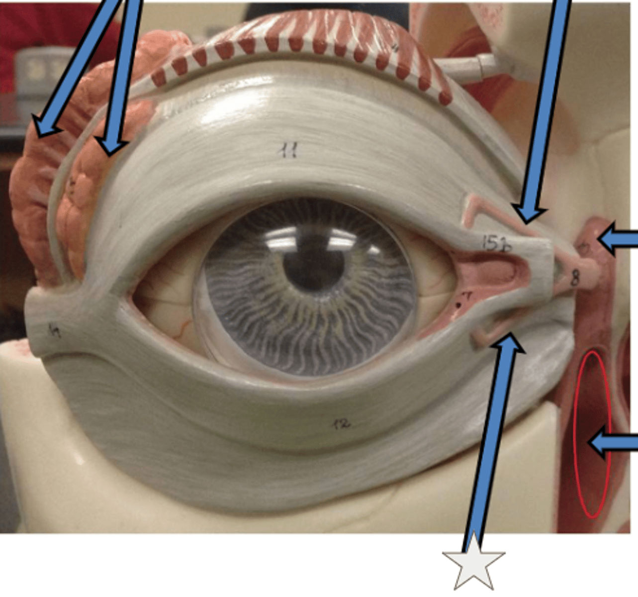 knowt flashcard image