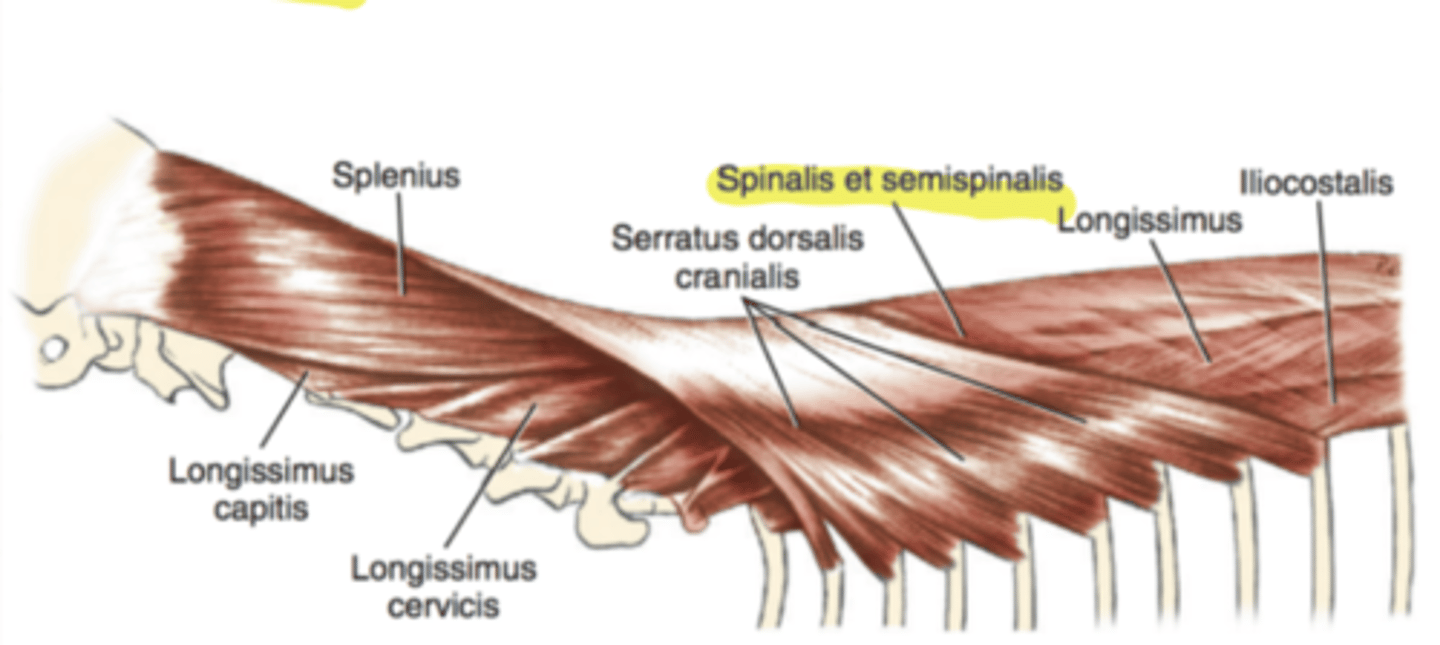 <p><span class="bgP">innervate :</span> dorsal cervical, thoracic and lumbar spinal nerves</p><p><span class="bgP">function</span> : fixation of cervical and thoracic spine + spine extension </p><p><span class="bgP">where</span> : origin spinous process of thoracic, cervical to spinous process of lumbar</p>