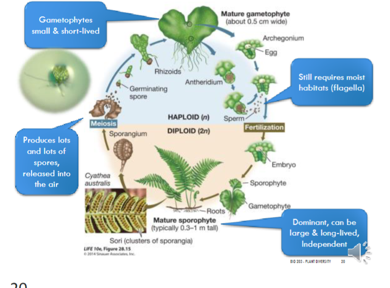 <p>(<span style="font-family: Arial, sans-serif">Ferns still require habitats that have a little bit of moisture because of the sperm that have the flagellates that need to swim in order to reach the egg)</span></p>