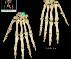 <p>Wrist movement and stability, attachment to forearm</p>