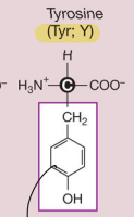 <p>Tyrosine (Polar but uncharged side chains aka hydrophilic)</p>