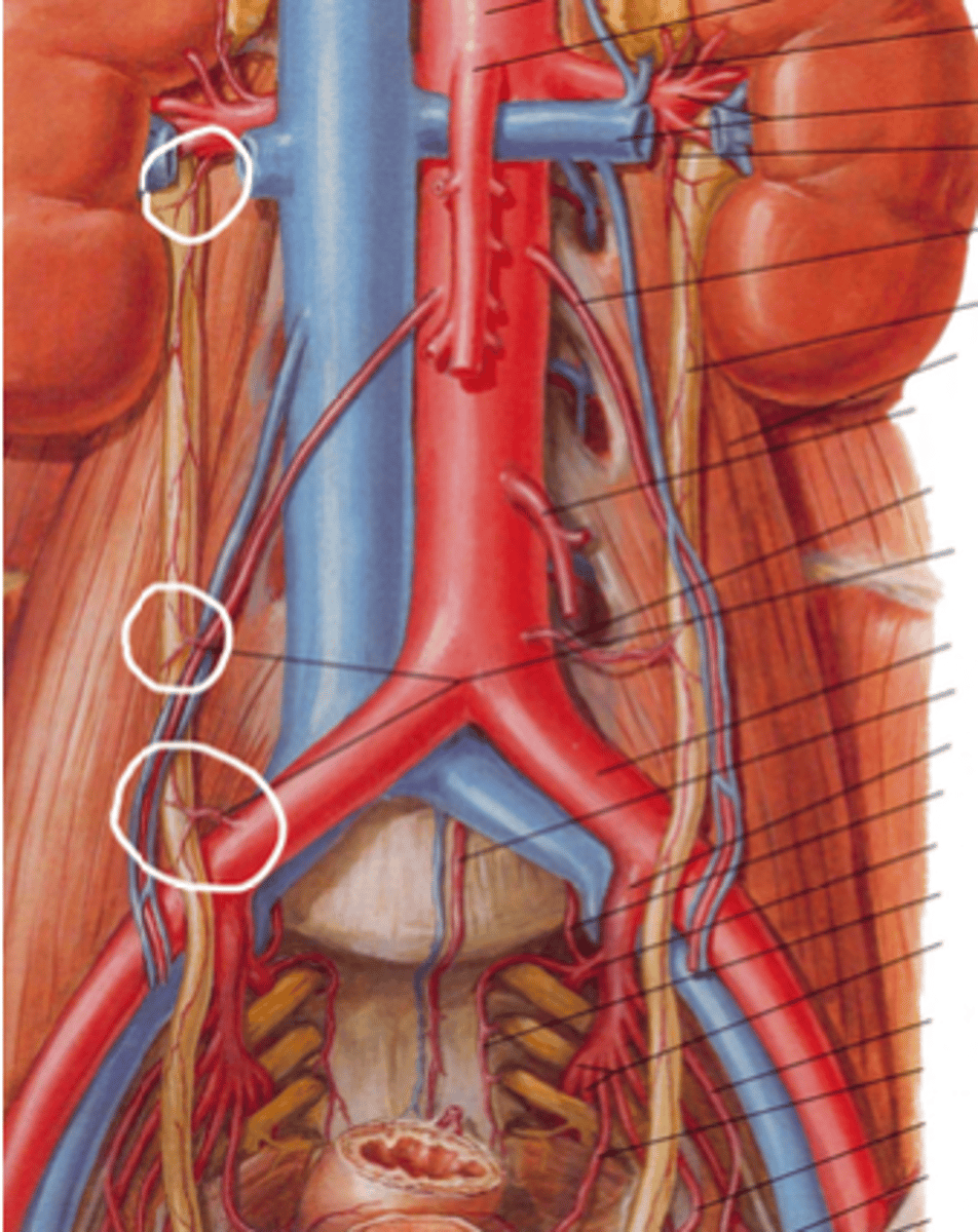 <p>Begin at renal pelvis</p><p>Retroperitoneal structures which descend anterior to the psoas major muscle and end at the level of the bladder.</p>