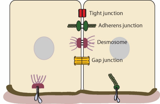 <p>Gap junctions: rapid exchange of ions and other small molecules between adjacent cells </p><p>Tight junctions: prevent paracellular transport not intercellular transport </p><p>desmosomes and hemidesmosomes anchor <span data-name="anchor" data-type="emoji">⚓</span>️  layers of epithelial tissues together </p>