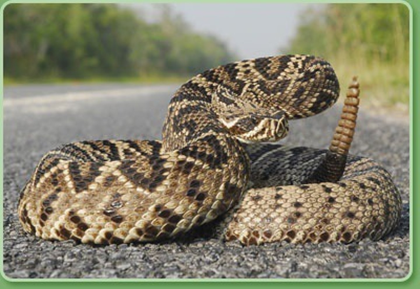 <p>Crotalus adamanteus</p>