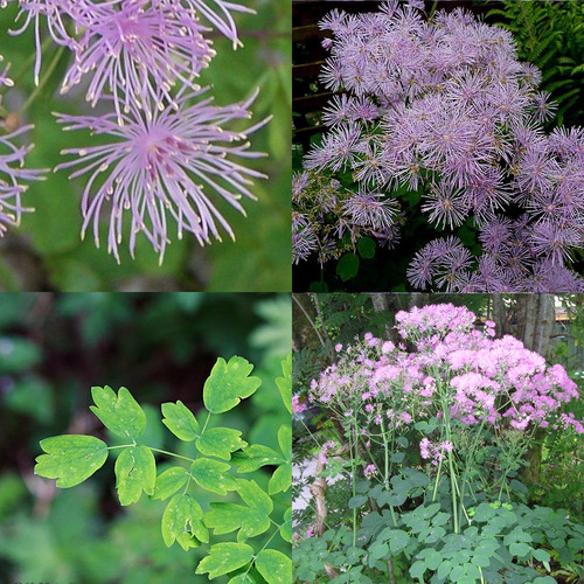 <p>columbine meadow rue</p>