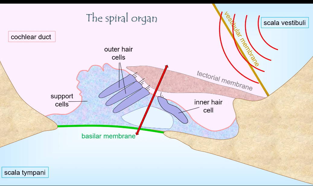 <p>Cochlear duct: Structures</p>