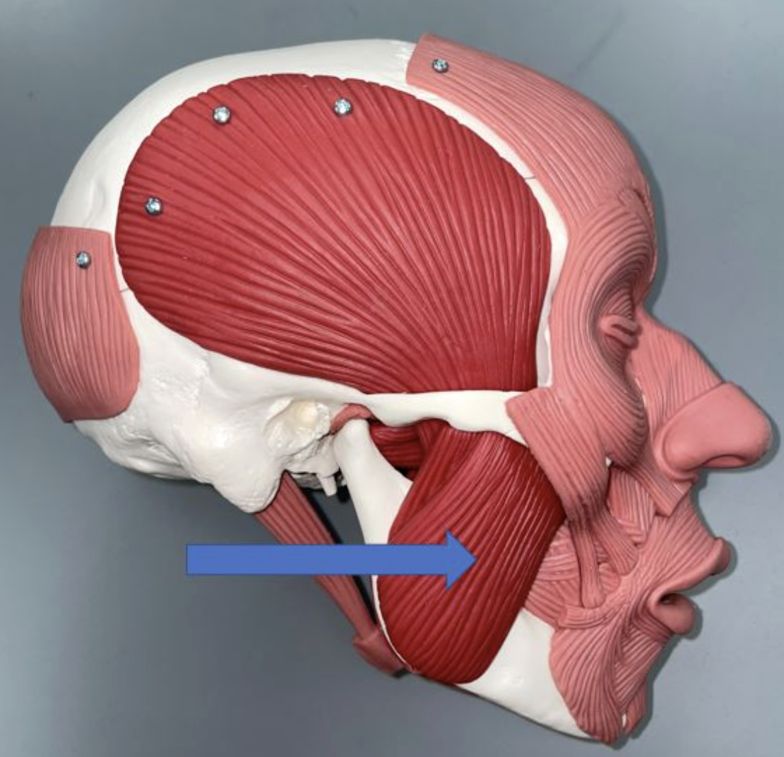 <p>muscle name & action</p>