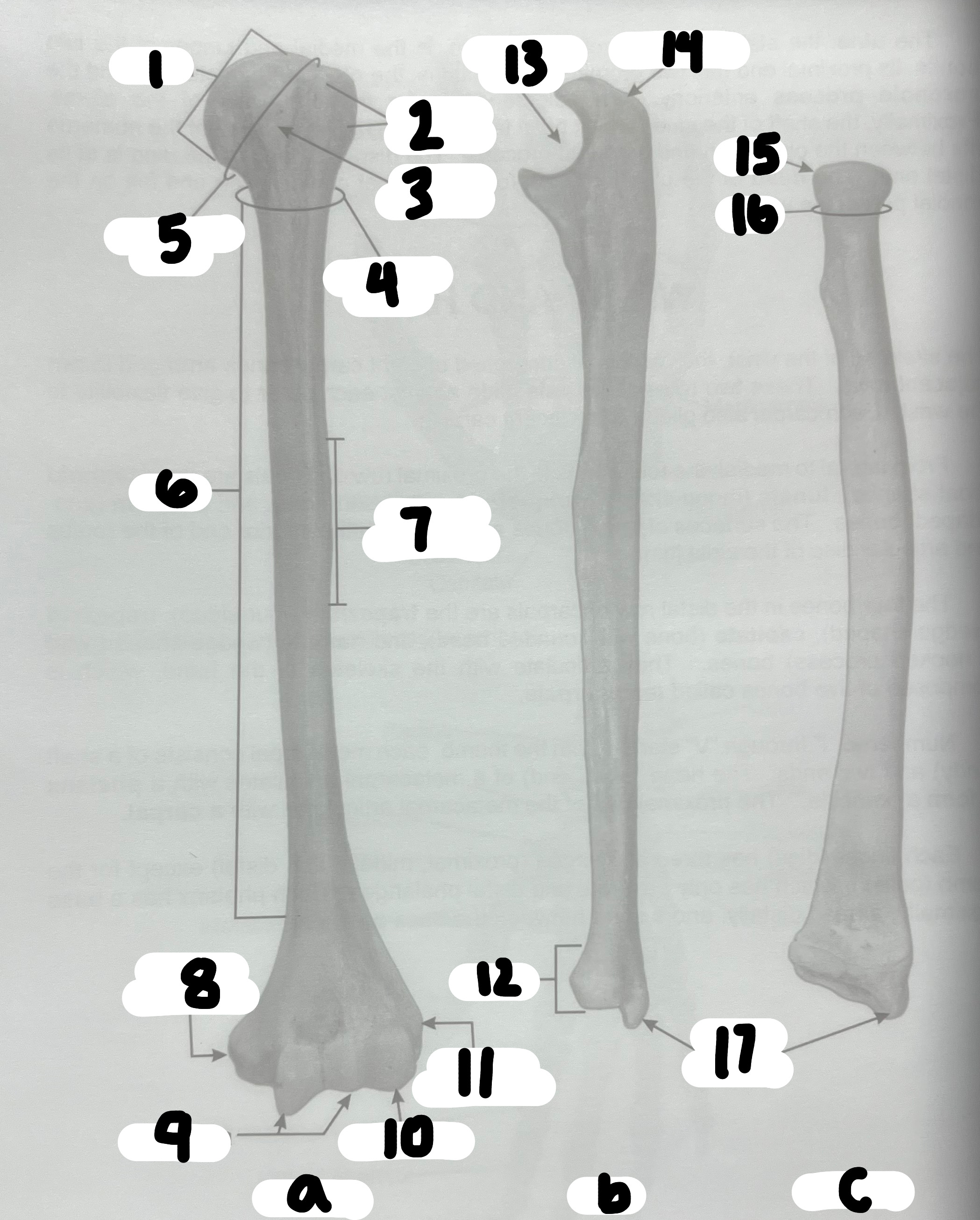 <p>What’s the name of the structure labeled #2?</p>
