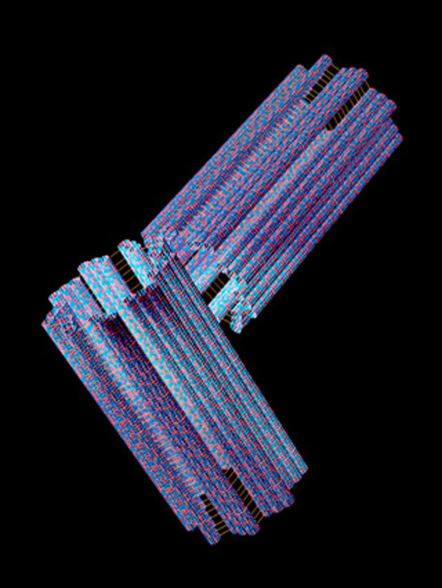 <p>Structure:</p><p>- stacks of microtubules</p><p>Function:</p><p>-plays a role in cellular (division) reproduction</p>