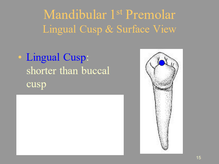 <p>C) Shorter Than The Buccal Cusp</p>