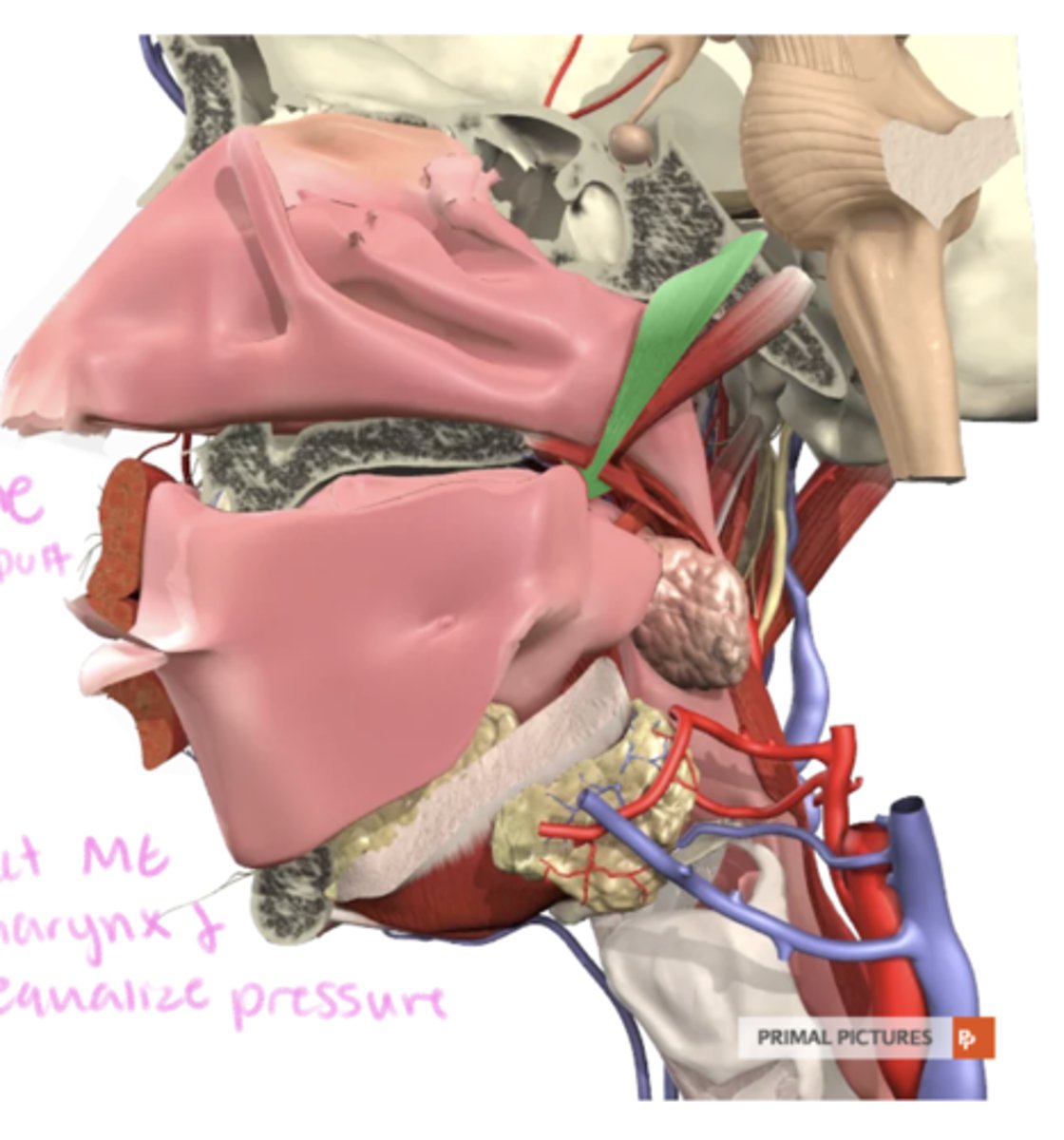 <p>label this muscle</p>