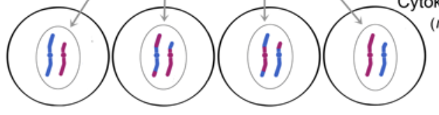 <p>*End result of meiosis is four haploid daughter cells</p>