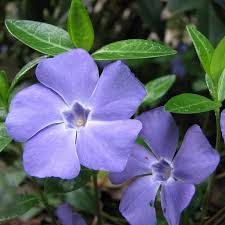<p>What is this plant?</p>