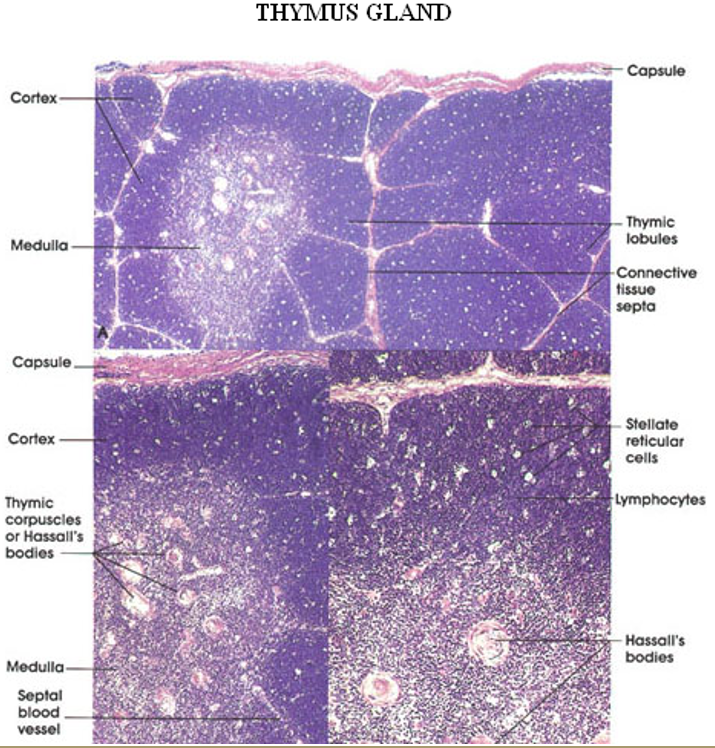 <p>Thymus</p>