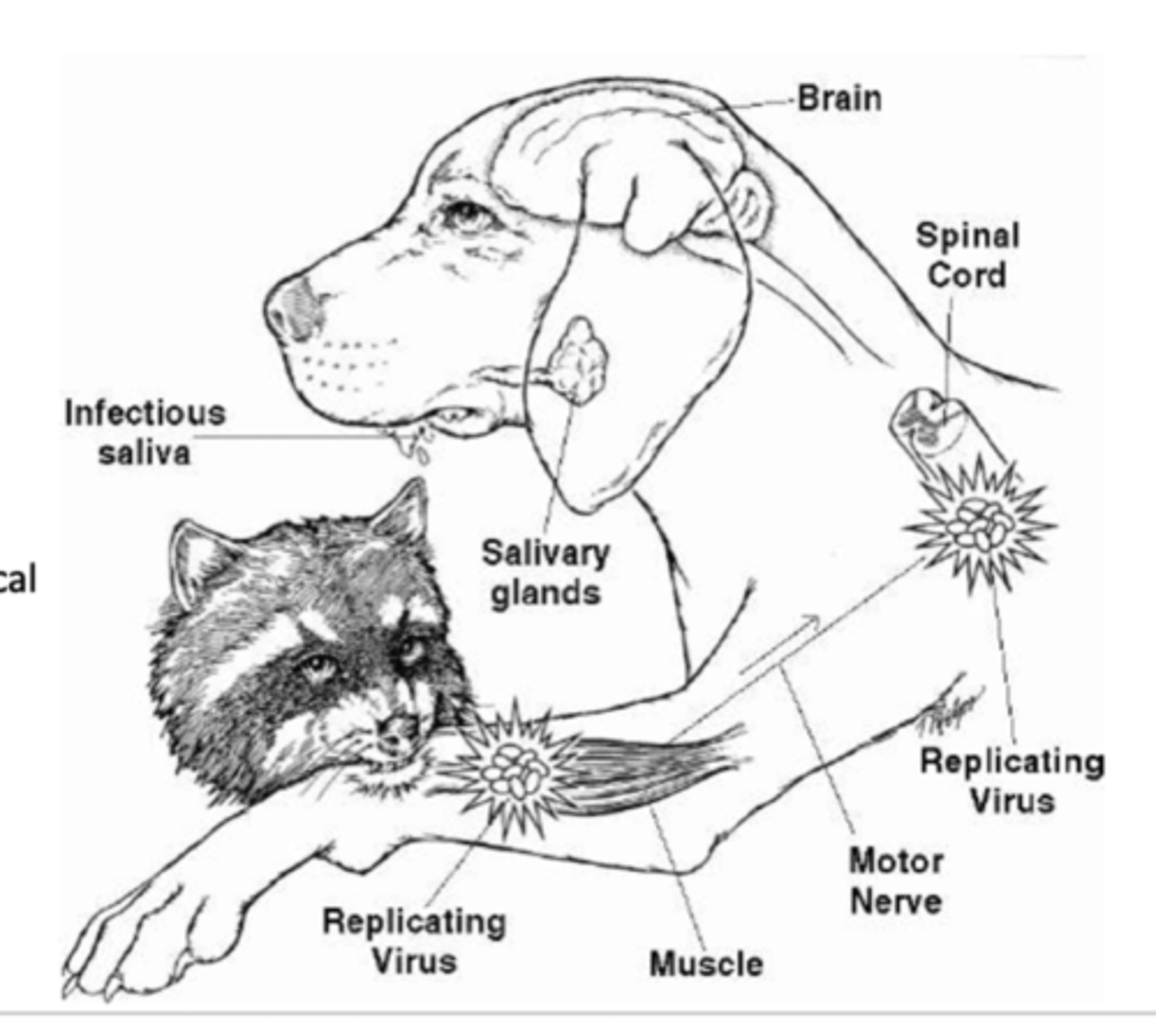 <p><strong>1.</strong> Infects Myocytes at bite </p><p><strong>2.</strong> Enters neurons at bite </p><p><strong>3.</strong> propagates to CNS following neural connection </p><p><strong>4.</strong> Replicates in CNS </p><p><strong>5.</strong> Spreads through body nerves </p><p><strong>6.</strong> Replicates in salivary glands and is released into saliva to complete transmission</p>