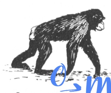 <p>What is the term is used to describe this form of locomotion?</p>