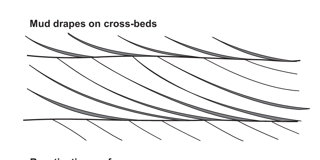 <p>Mud drapes are depositional structures formed during low flow velocity.</p><p>-During the reversal in current direction when the flow velocity decreases, mud layers are deposited.</p><p>-Later, even when the flow velocity increases these layers are not removed as they are cohesive.</p><p>-They can be also found along foresets of cross beds.</p><p>-Although they can be found in fluvial environments, they are generally observed in tidal settings. </p>