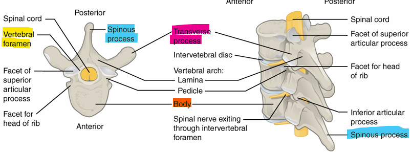 <p>body- anterior portion that supports weight</p><p>transverse process- project laterally</p><p>spinous process- singular, projects straight back</p><p>vertebral foramen- opening where spinal cord runs through</p>