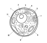 <p><span style="background-color: transparent;"><span>Label the parts of the cell and list their function below-3</span></span></p>