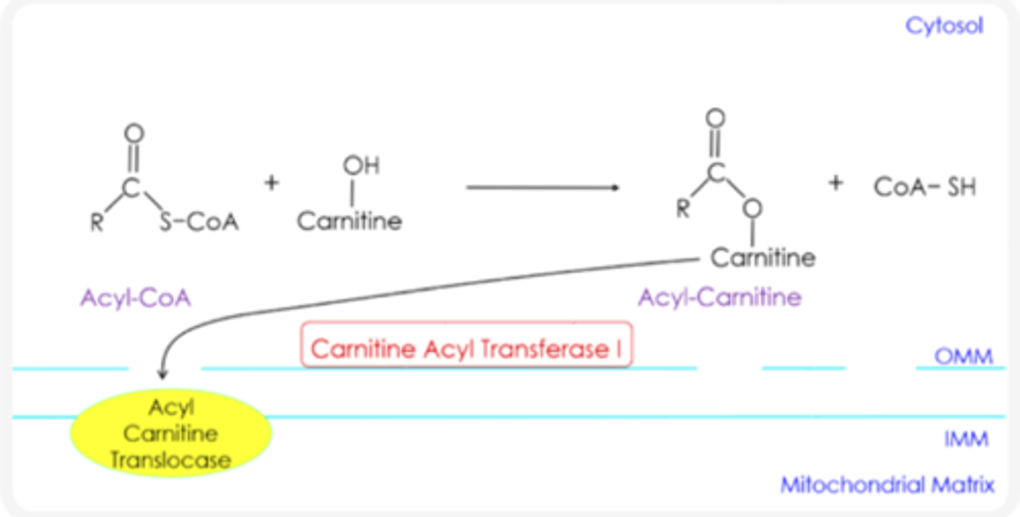 <p>Acyl Carnitine Translocase</p>