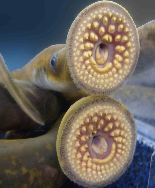 <p>lampreys</p>