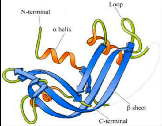 <p>• overall 3D shape of polypeptide by a pattern of folding driven by hydrophobic interactions • alpha helices and beta sheets are folded into a compact globule • complicated</p>