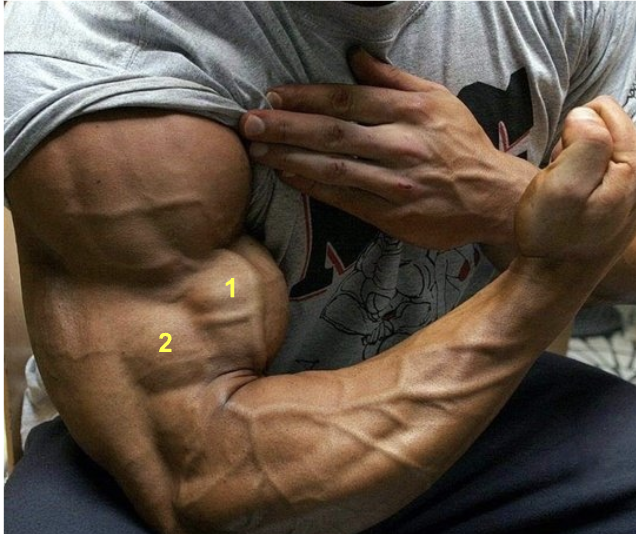 <ol><li><p>Biceps Brachii</p></li><li><p>Brachialis </p></li></ol><p></p><p>The sam here </p><p>*prominent in muscular human </p><p></p>