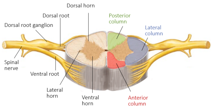 <p>the axons of motor neurons.</p>