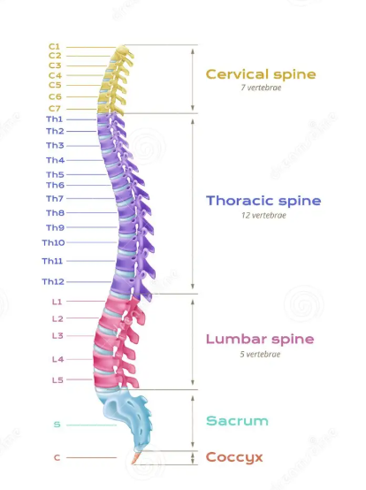 <p>The small, bony segments that make up the spine, providing structure and support to the body while allowing for flexibility and movement. They are categorized into cervical, thoracic, lumbar, sacral, and coccygeal regions. </p>