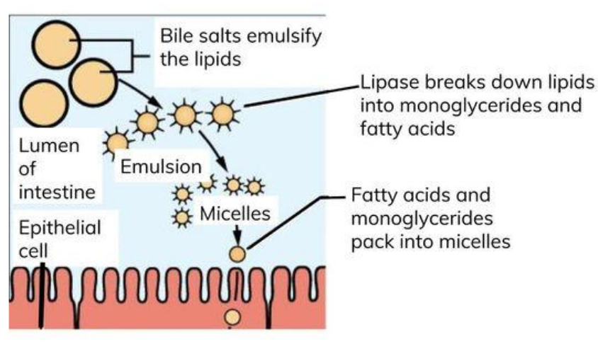 <ul><li><p>bile salts neutralise stomach acid and emulsify large lipid globules → smaller lipid droplets</p></li><li><p>this increases SA for lipase to act on - triglycerides → fatty acids and monoglycerides</p></li><li><p>bile salts surround FA chains and monoglycerides to form micelles, making the FA chains more water soluble</p><p></p></li></ul><p></p>