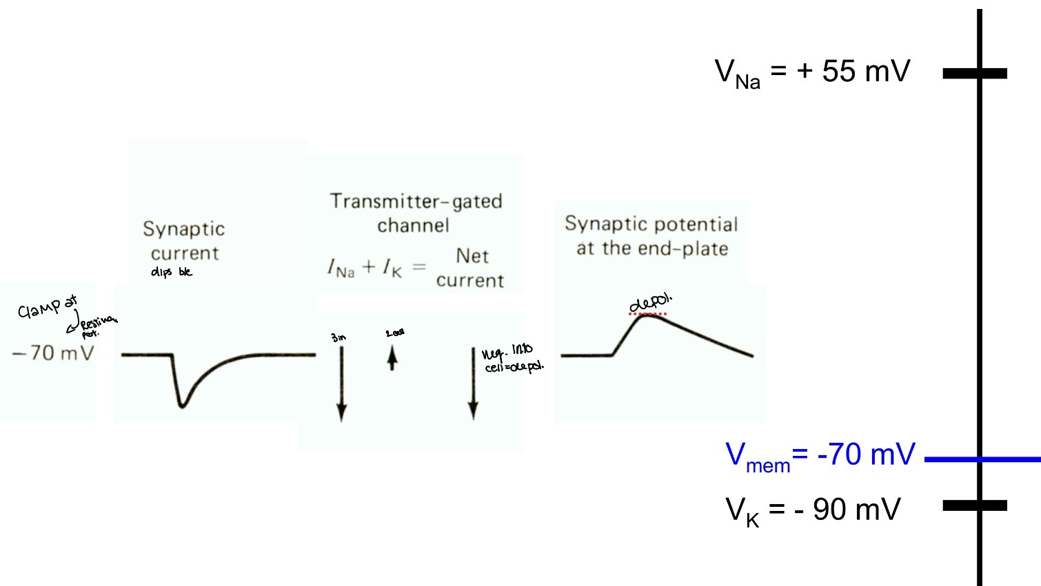 <p>Close to potassium ion potential so little movement of it out and lots of sodium moving in</p>