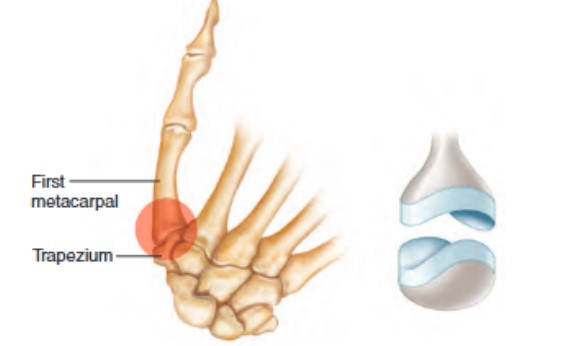 <ul><li><p>2 planes + some variable movement</p><ul><li><p>also known as sellar joint, this joint forms between bones whos articulating surfaces have both concave and convex regions</p></li><li><p>the surface of one bone fits the complementary surface of the other</p></li><li><p>joints between a carpal (trapezium) and metacarpal of the thumb</p></li></ul></li></ul><p></p>