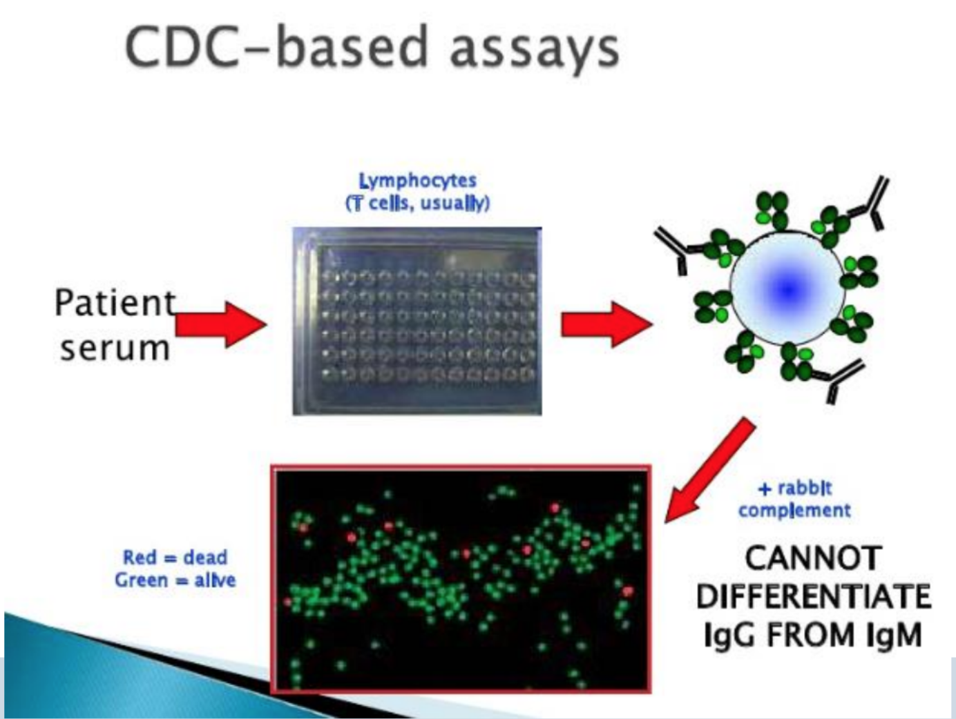 <ul><li><p>CDC-based assays</p></li></ul><p>Patient serum </p><p>&gt; (lympthocytes, T cells usually)</p><p>Rabbit complement </p><p>&gt; cannot differenciate IgG from IgM)</p><p>Red = dead</p><p>Green = alive </p>