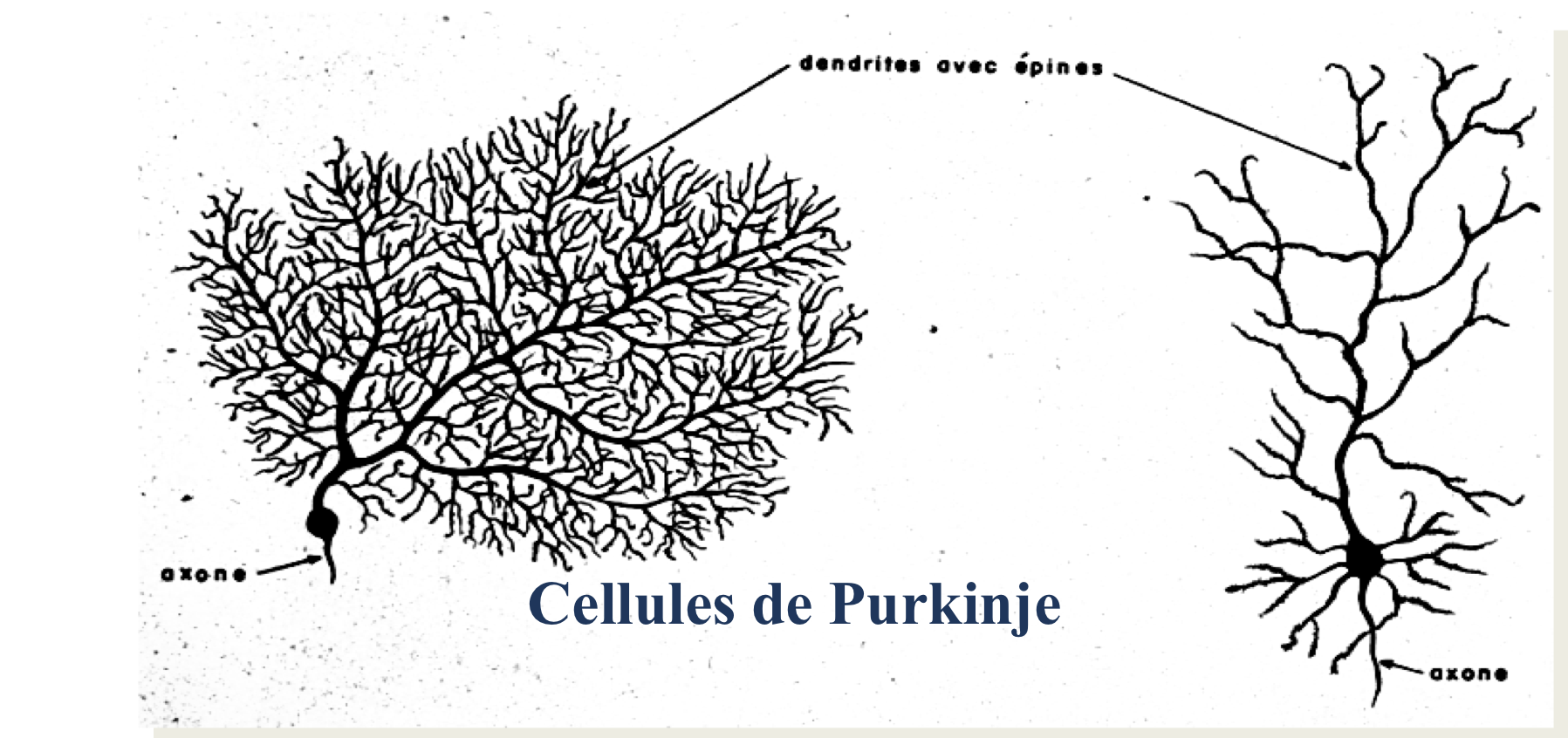 <p>cellules de purkinje</p><p>(arborisation très riche, dendron=arbre)</p>